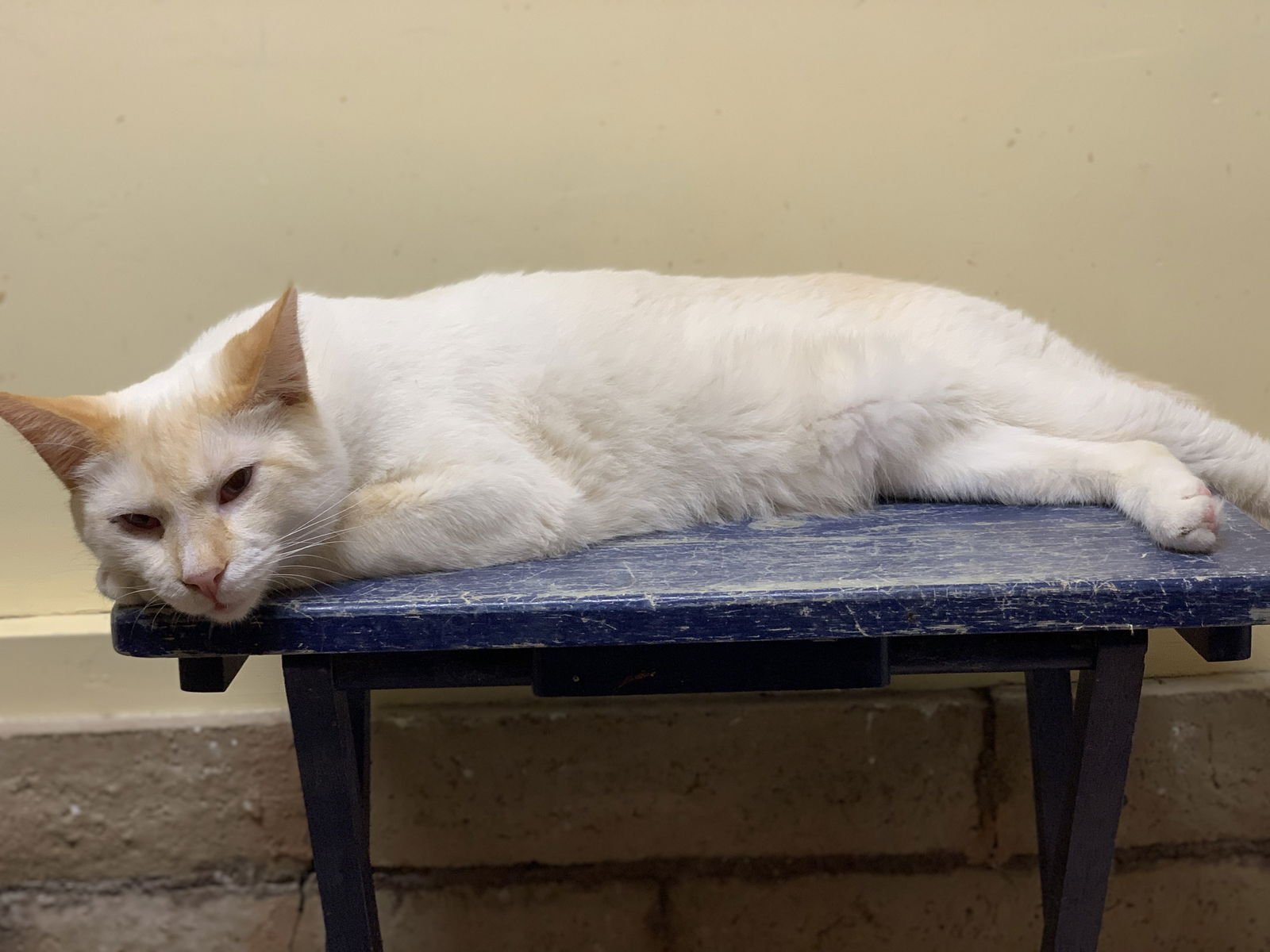 SABERTOOTH - Siamese available for adoption