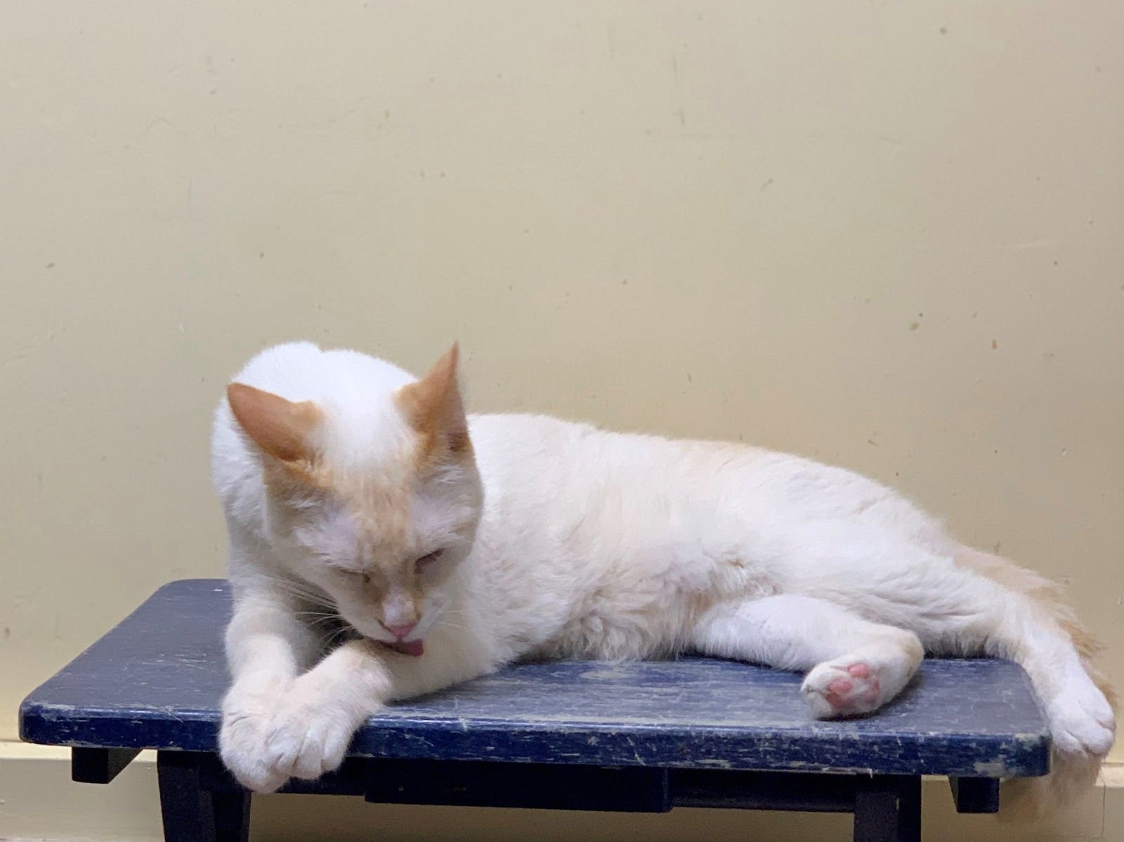 Sabertooth - Photo 3