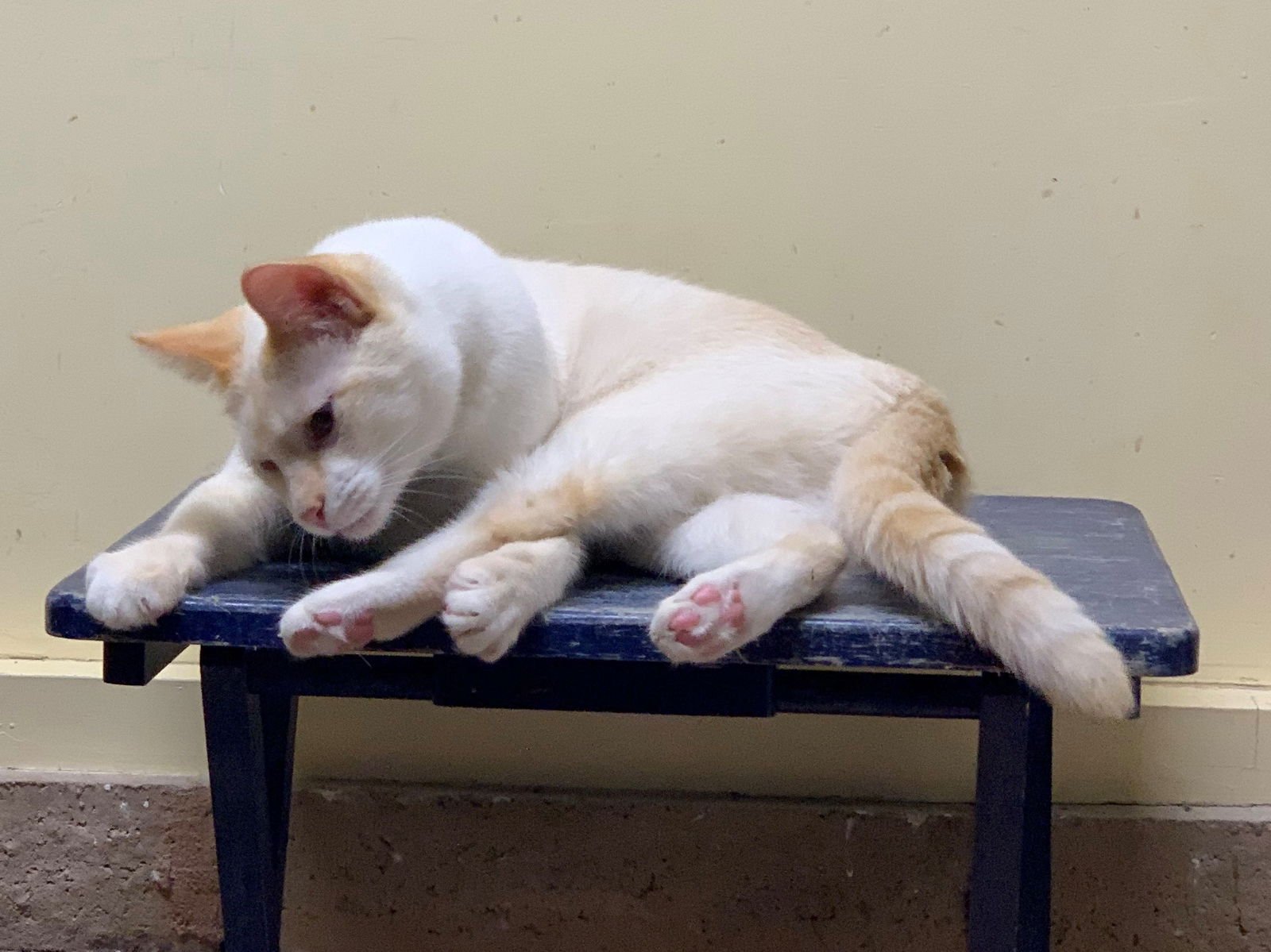 Sabertooth - Photo 4