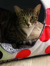 Bella - Photo 4