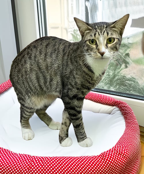 BELLA - Tabby available for adoption