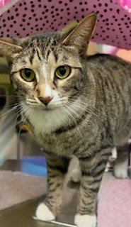 BELLA - Tabby available for adoption