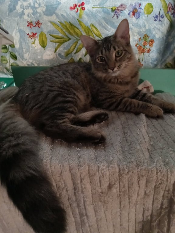 Bennie - female Image
