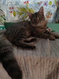 Bennie - female - Photo 1