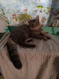 Bennie - female - Photo 2