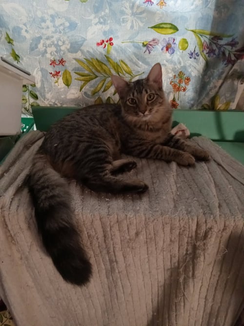 BENNIE - FEMALE - Domestic Long Hair available for adoption