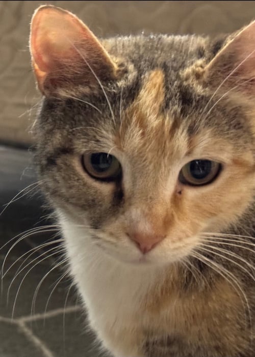 CHARLOTTE - Domestic Short Hair available for adoption