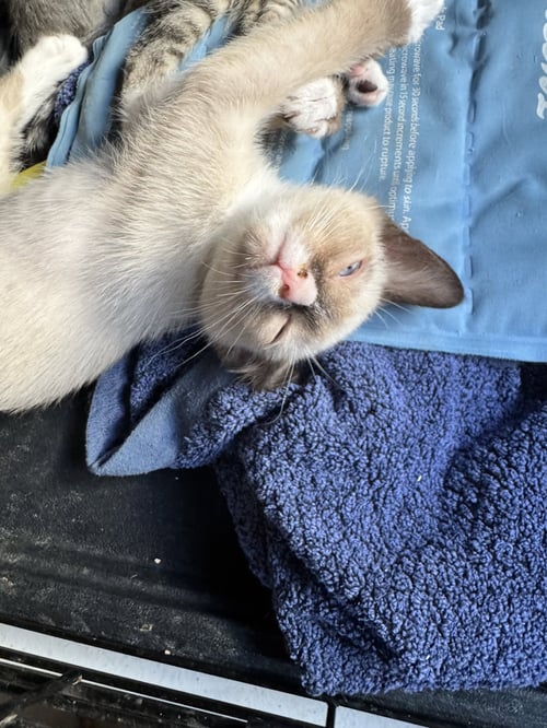 MR T - Domestic Short Hair for adoption in Mesa