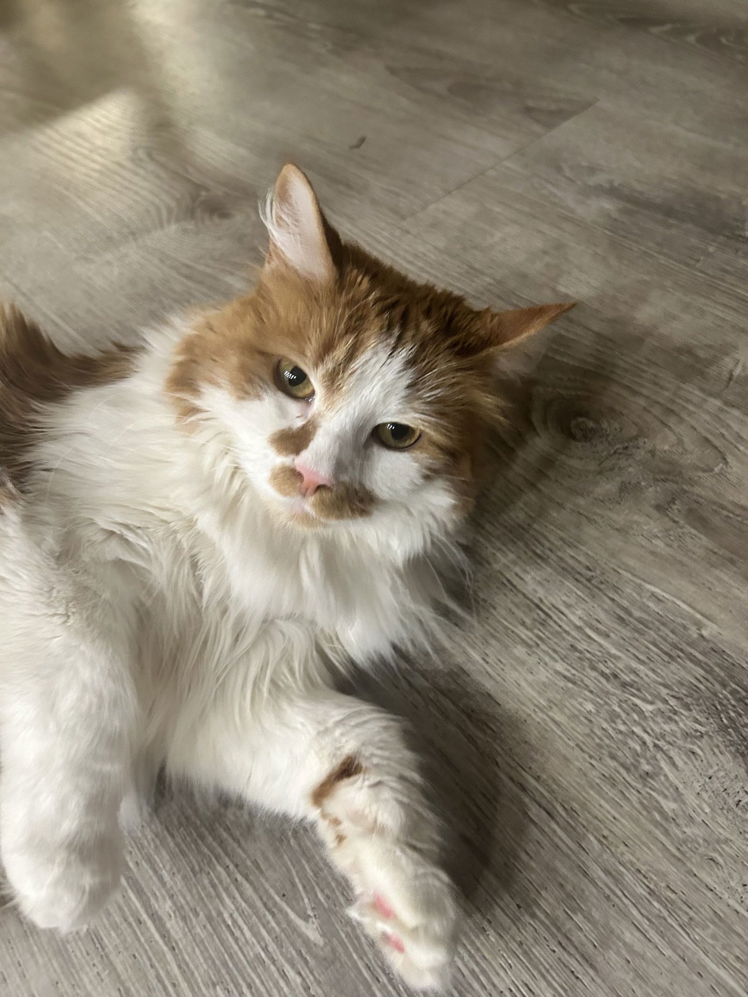 CHEERIO - Domestic Long Hair available for adoption