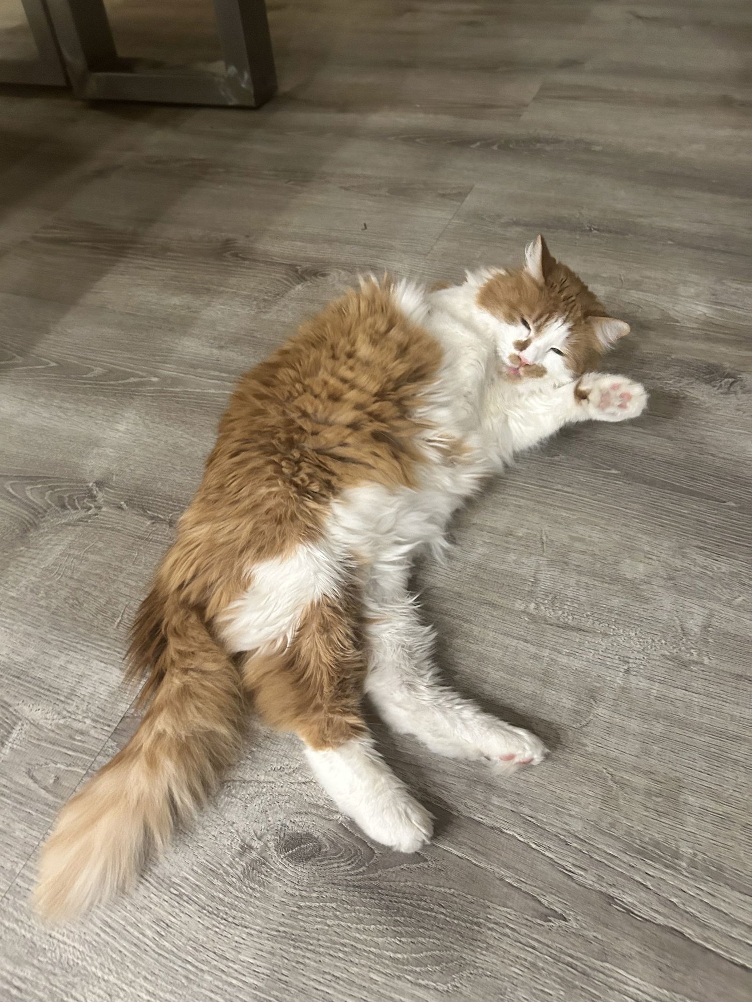 CHEERIO - Domestic Long Hair available for adoption