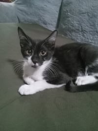 Bucky - Photo 3