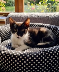 Bucky - Photo 2