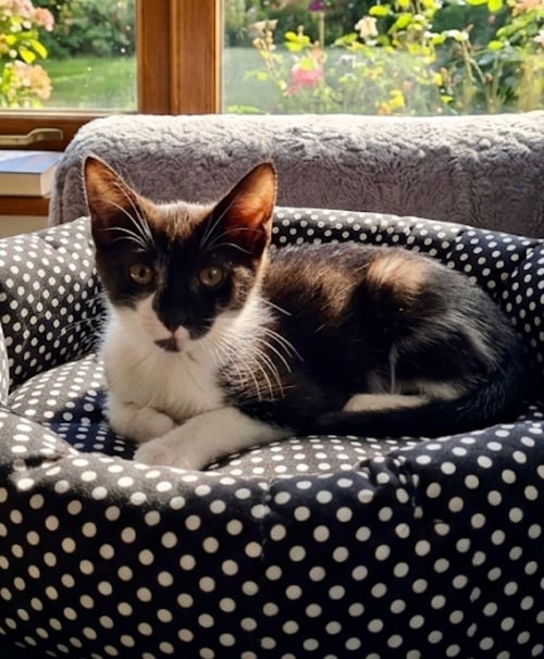 BUCKY - Domestic Short Hair available for adoption