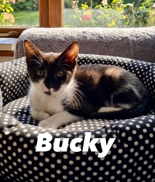 BUCKY - Domestic Short Hair available for adoption
