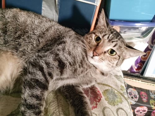 PRINCESS PEACH - Domestic Short Hair available for adoption