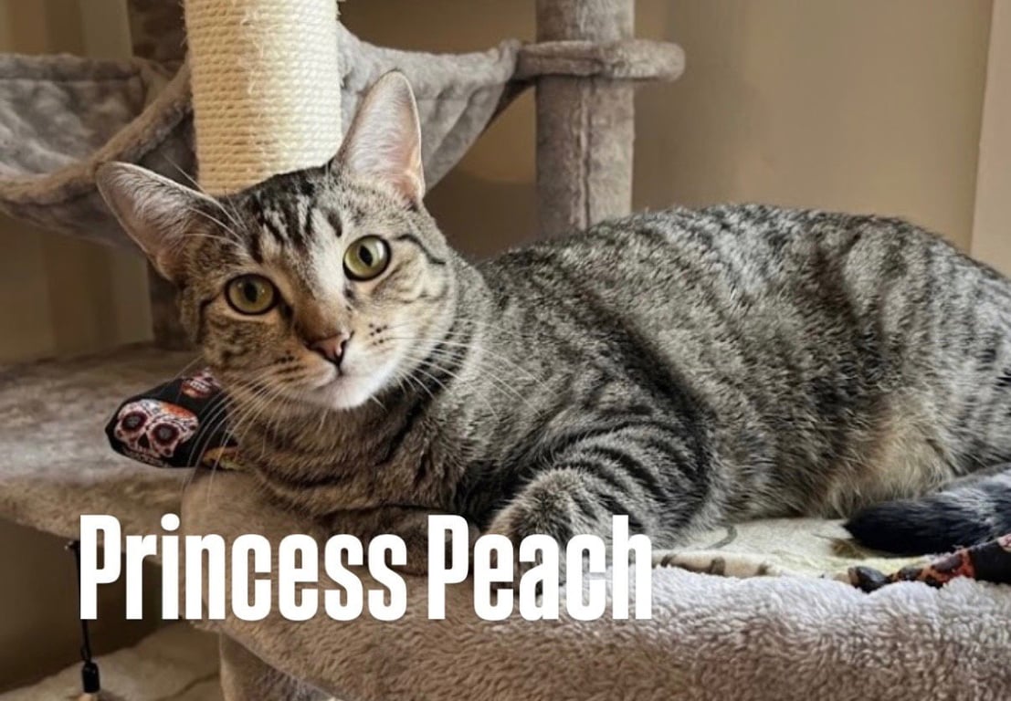 Princess Peach Image