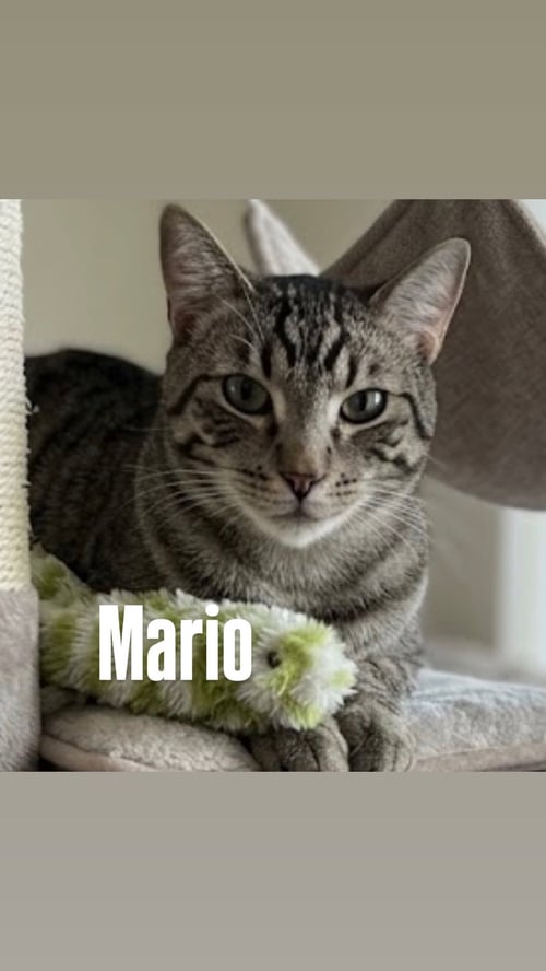 MARIO - Domestic Short Hair available for adoption