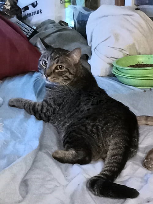 MARIO - Domestic Short Hair available for adoption
