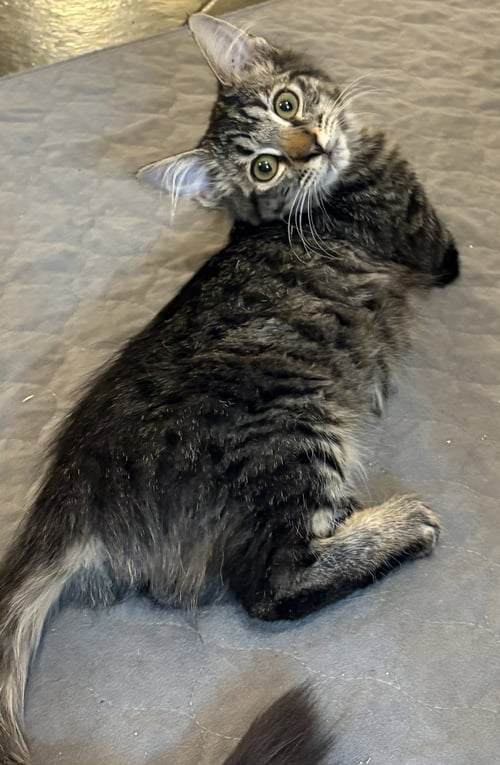 LARKIN - Domestic Medium Hair available for adoption