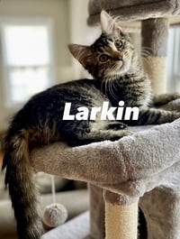 Larkin - Photo 1
