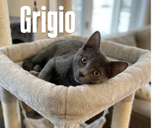 GRIGIO - Domestic Short Hair available for adoption