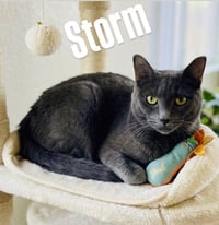 Storm (bonded with Olive) - Photo 3