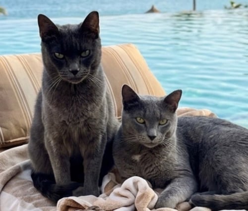 STORM (BONDED WITH OLIVE) - Domestic Short Hair available for adoption