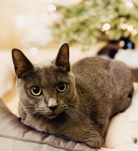 Storm (bonded with Olive) - Photo 5