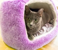 Storm (bonded with Olive) - Photo 4