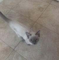 Koda - Photo 2