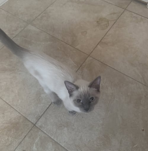 KODA - Domestic Short Hair available for adoption