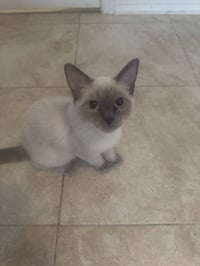Koda - Photo 3