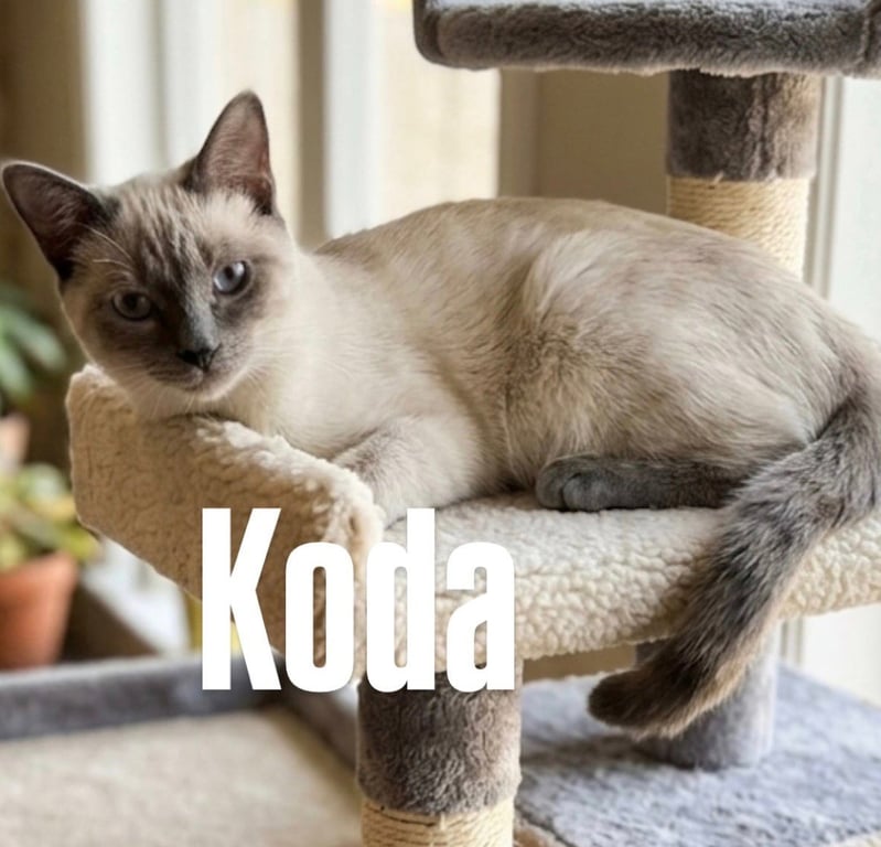 Koda Image