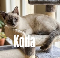 Koda - Photo 1
