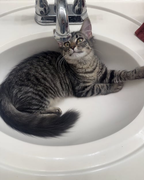 LOKI - Domestic Short Hair available for adoption