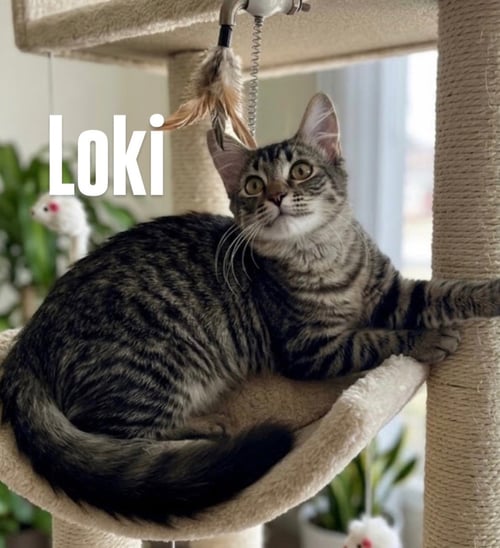 LOKI - Domestic Short Hair available for adoption