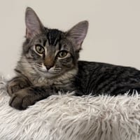 Loki - Photo 1