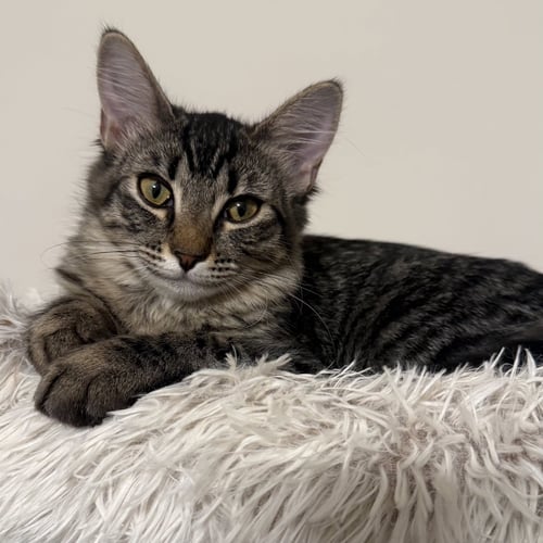 LOKI - Domestic Short Hair available for adoption