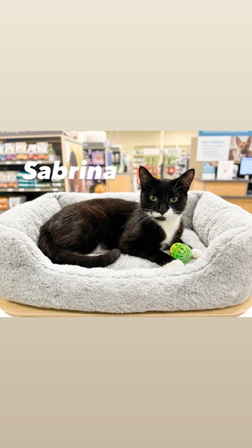SABRINA - American Shorthair available for adoption