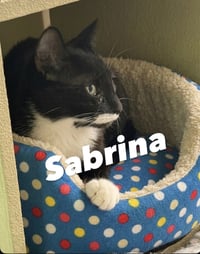 Sabrina - Photo 4