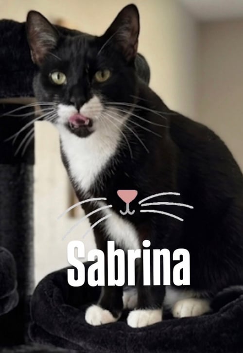 SABRINA - American Shorthair available for adoption