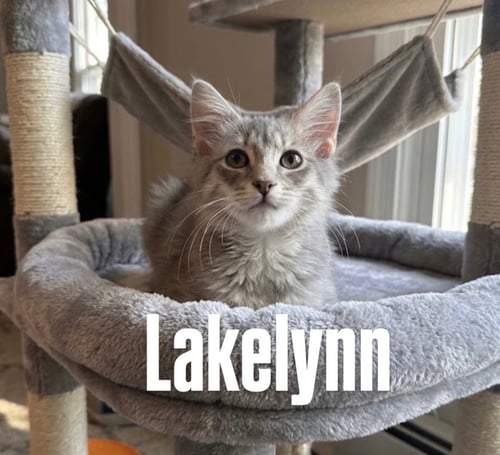 LAKELYN - Domestic Medium Hair available for adoption