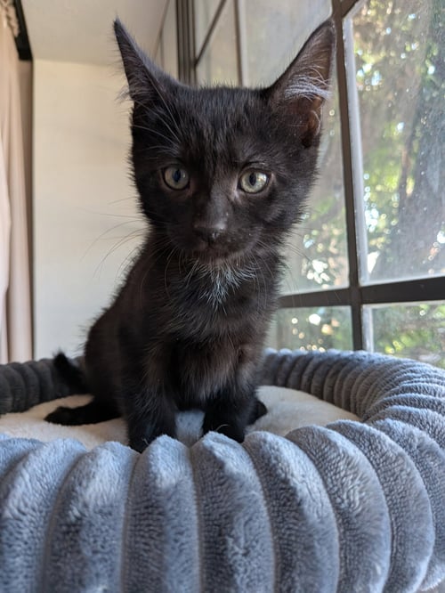 SAMPSON - Domestic Short Hair for adoption in Chandler