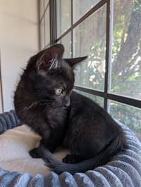 Sampson - Photo 2