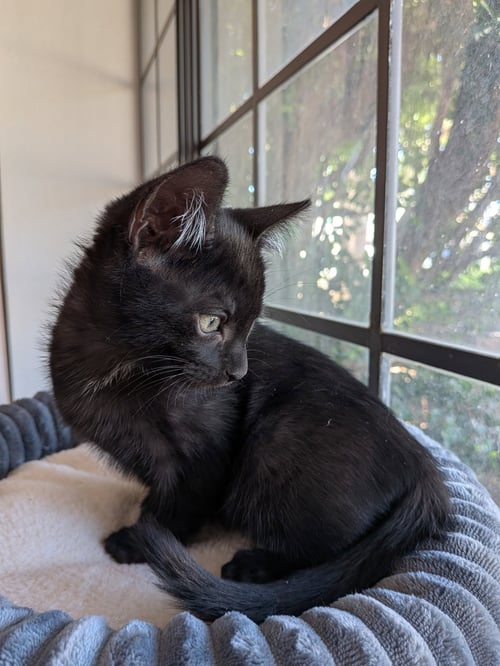 SAMPSON - Domestic Short Hair available for adoption