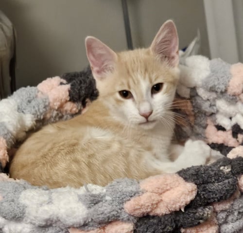 GRIFFIN - Domestic Short Hair available for adoption