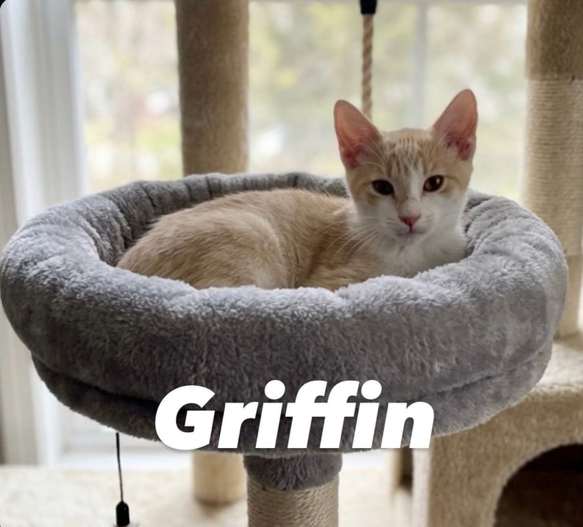 Griffin Image