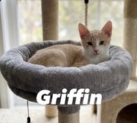 Griffin - Photo 1