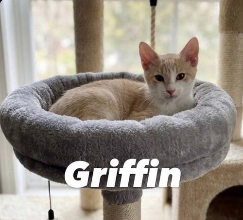 GRIFFIN - Domestic Short Hair available for adoption