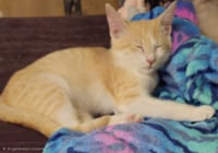 Griffin - Photo 3